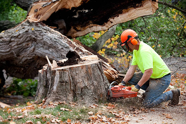 How Our Tree Care Process Works  in  Leachville, AR